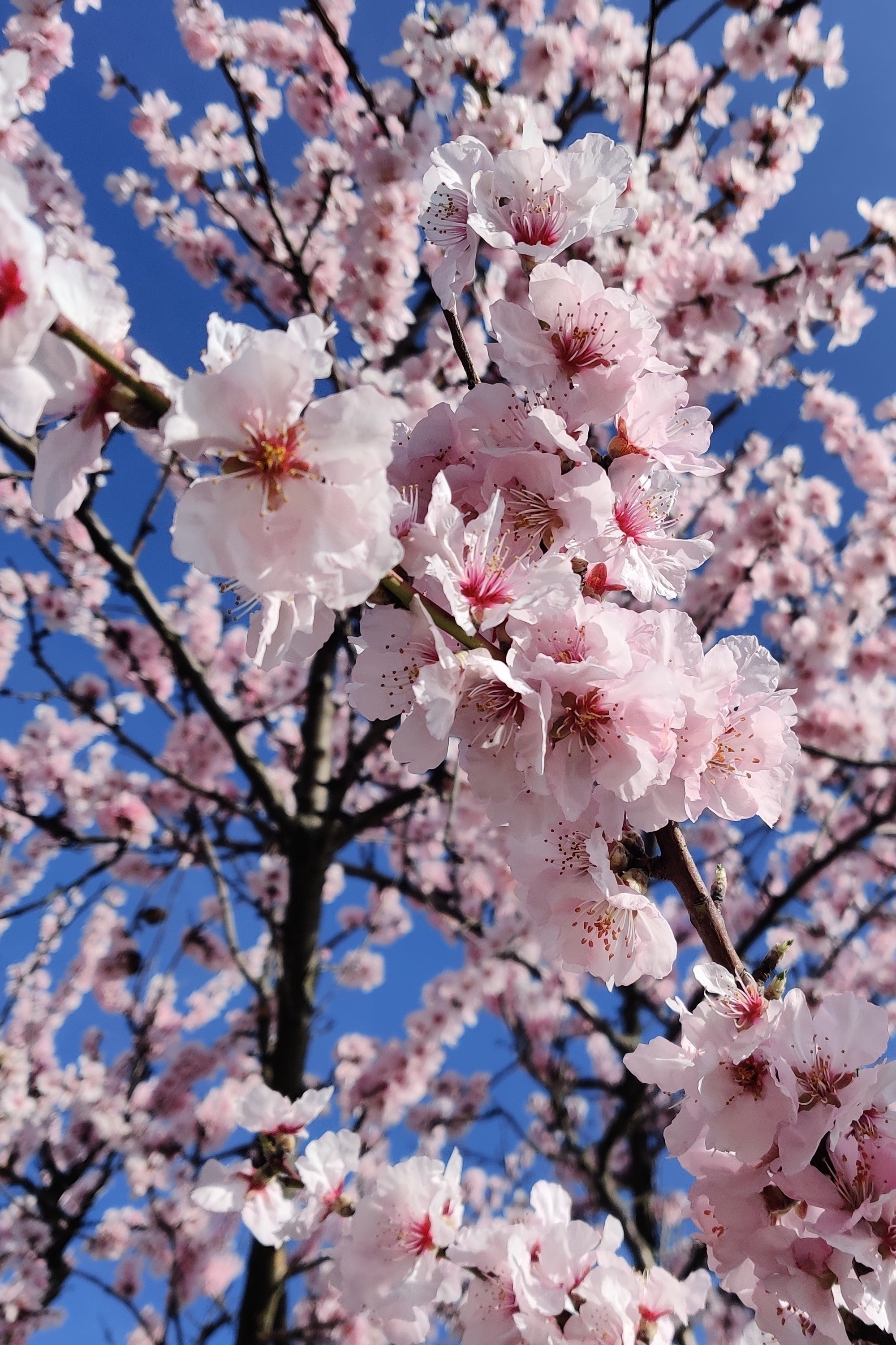 Mandelblüte