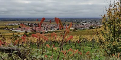 Herbst-Weinwanderung