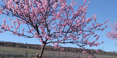 Frühlingshafte Mandel- und Weinwanderung