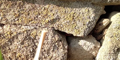 Kelten, Römer, Pfälzer