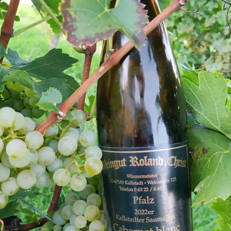 Cabernet Blanc – PIWI-Rebsorte im Weingut Christ