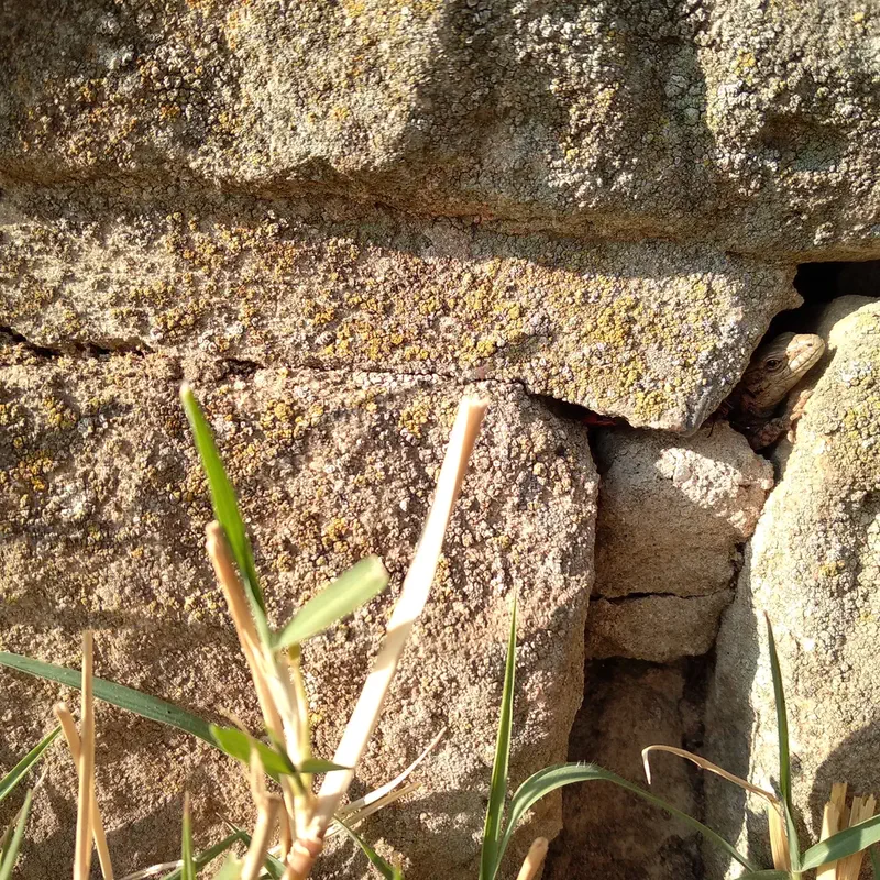 Eidechse an der Römervilla bei Ungstein