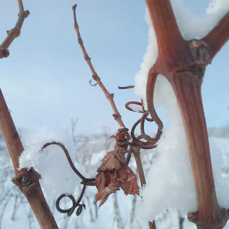 Mindful observation of vines in the snow